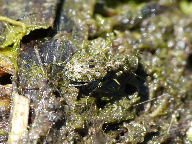 Adulte d'Elaphre des rivages &copy; BARBIER Simon