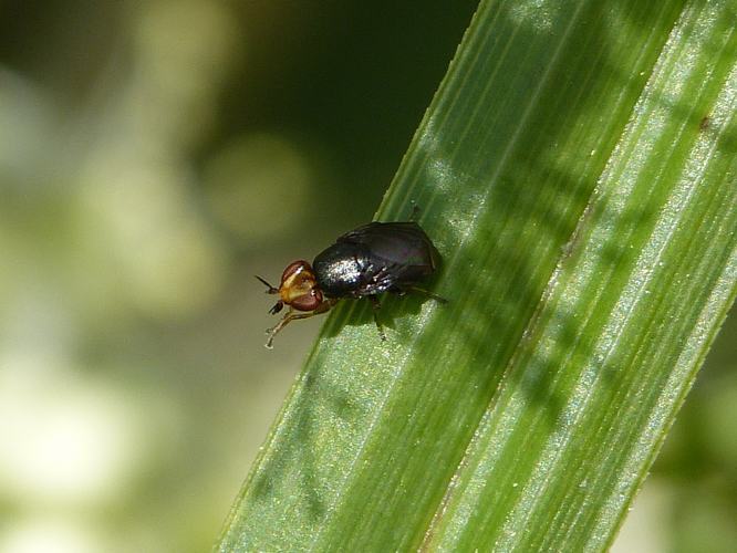 Adulte de Camarota curvipennis &copy; BARBIER Simon