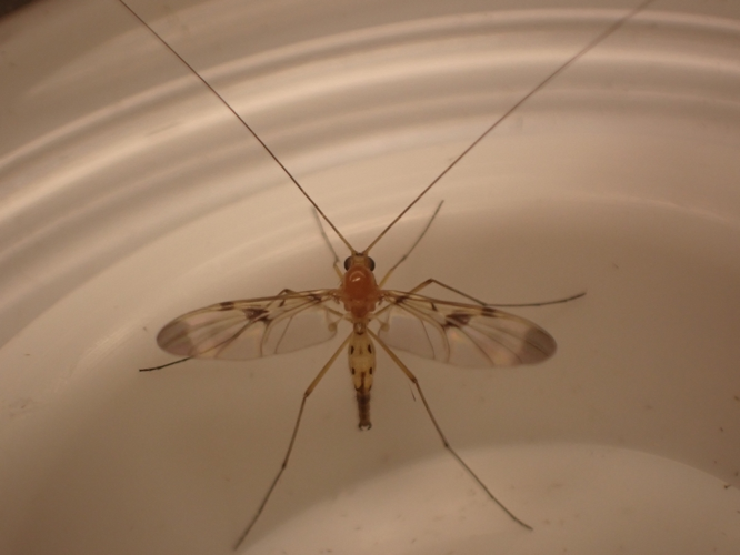 Mâle de Macrocera phalerata &copy; HALLART Guénael (CPIE des Pays de l'Aisne)