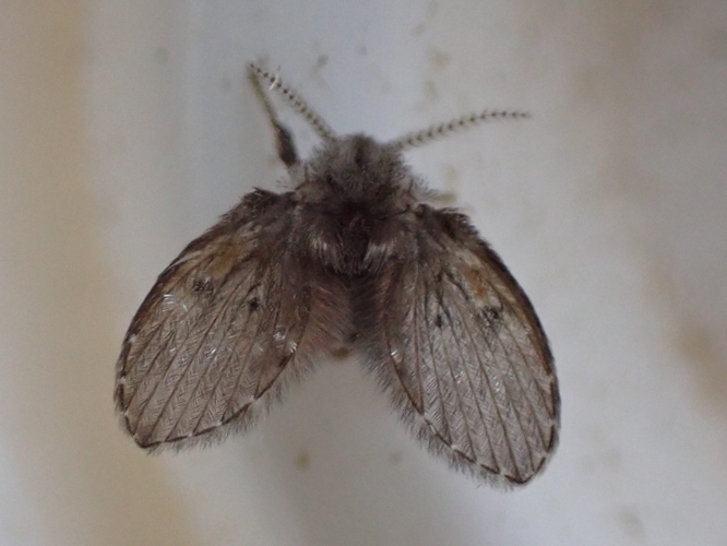 Adulte de Clogmia albipunctata &copy; HALLART Guénael (CPIE des Pays de l'Aisne)