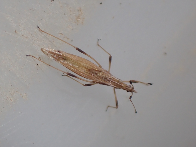 Adulte de Berytinus minor &copy; HALLART Guénael (CPIE des Pays de l'Aisne)