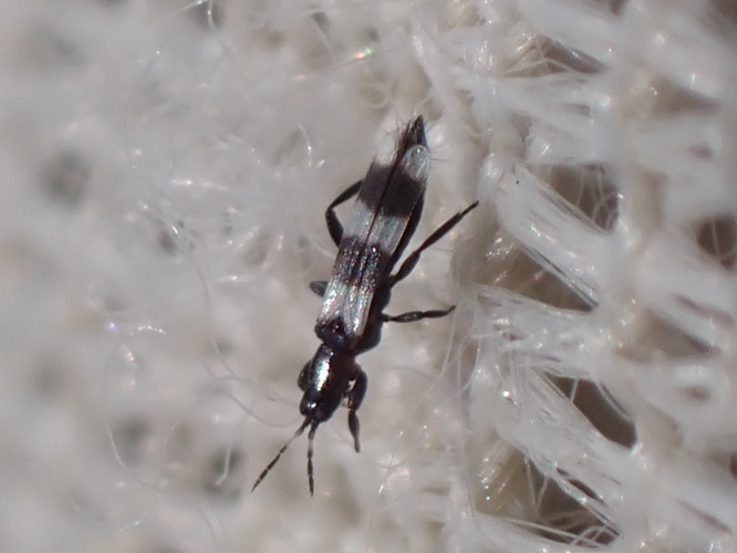 Adulte du genre Aeolothrips &copy; HALLART Guénael (CPIE des Pays de l'Aisne)