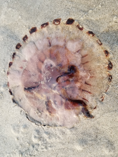 Chrysaora hysoscella échoué sur la plage &copy; ACLOQUE Vincent