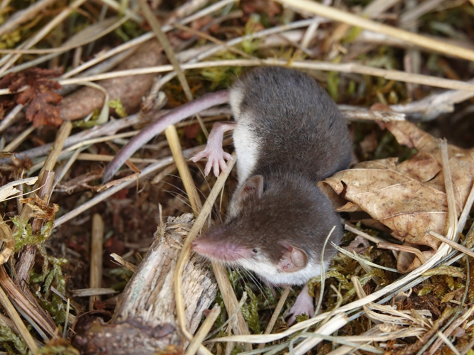 Adulte de Musaraigne bicolore &copy; ACLOQUE Vincent