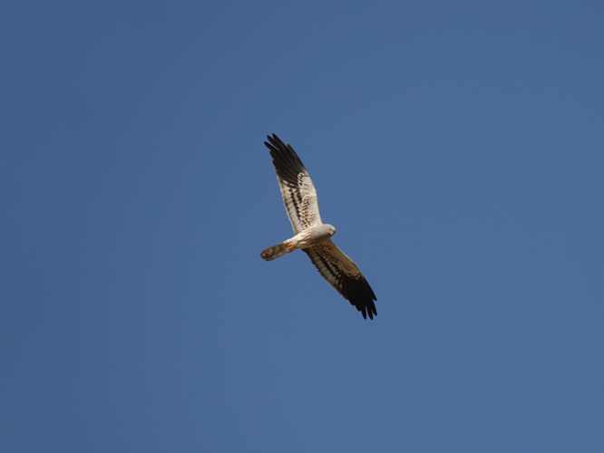 Adulte de Busard cendré &copy; ACLOQUE Vincent
