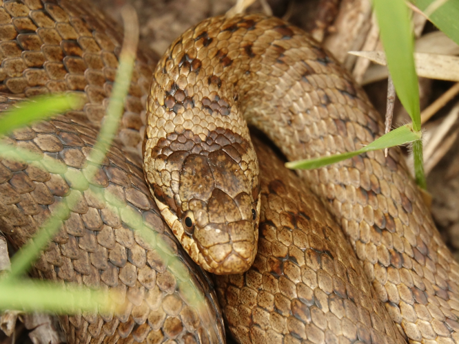 Adulte de Coronelle lisse &copy; ACLOQUE Vincent