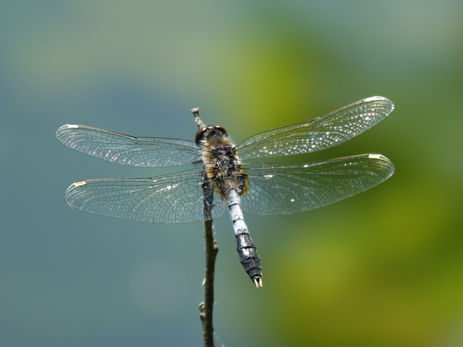 Mâle adulte de Leucorrhine à large queue &copy; ACLOQUE Vincent