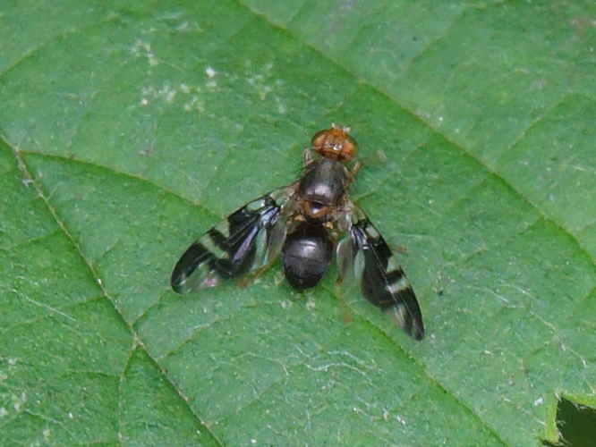 Philophylla caesio adulte &copy; ACLOQUE Vincent