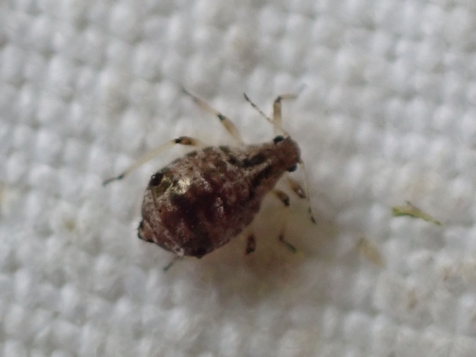 Puceron de cyprès &copy; HALLART Guénael