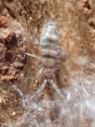 Willowsia platani sous écorce &copy; HALLART Guénael