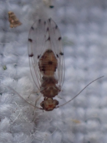 Ectopsocus petersi adulte &copy; HALLART Guénael