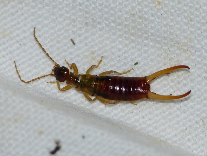 Mâle adulte d'Apterygida albipennis &copy; BARBIER Simon