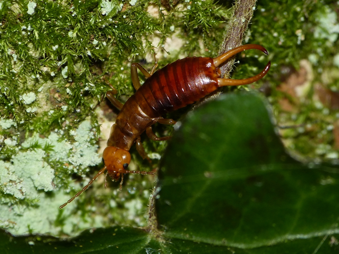Mâle adulte de Chelidurella acanthopygia &copy; BARBIER Simon