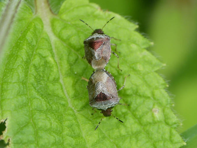 Couple de Stagonomus venustissimus &copy; BARBIER Simon