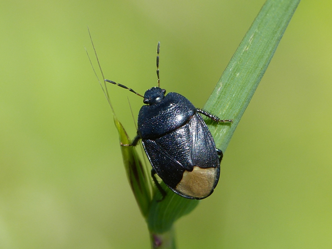 Adulte de Sehirus morio &copy; BARBIER Simon