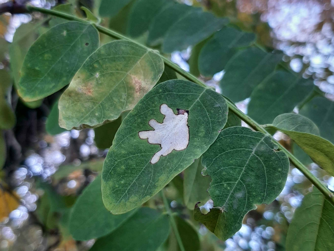 Mine de Parectopa robiniella &copy; DAUMAL Thibaud