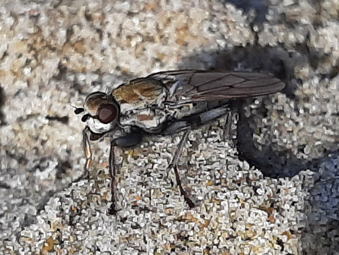 Adulte de Helcomyza ustulata &copy; DAUMAL Thibaud