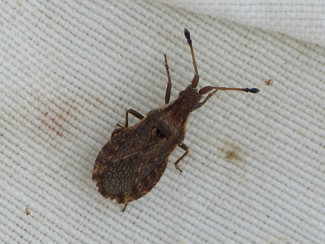 Adulte de Spathocera dalmanii &copy; BARBIER Simon