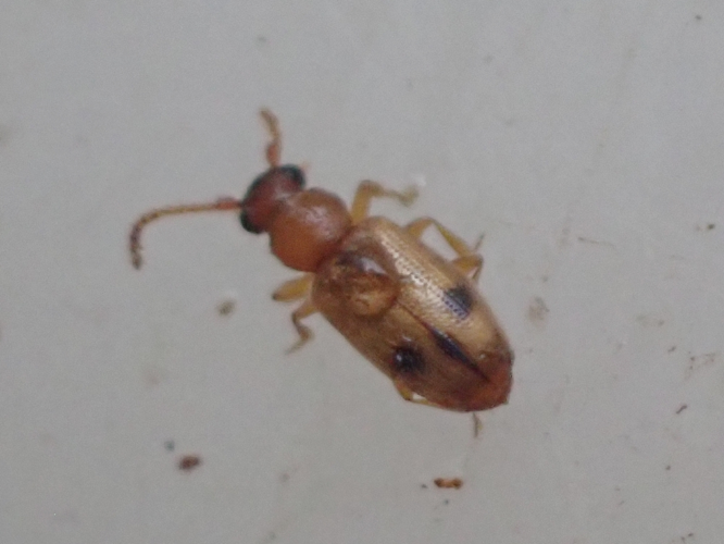 Adulte de Psammoecus bipunctatus &copy; HALLART Guénael (CPIE des Pays de l'Aisne)