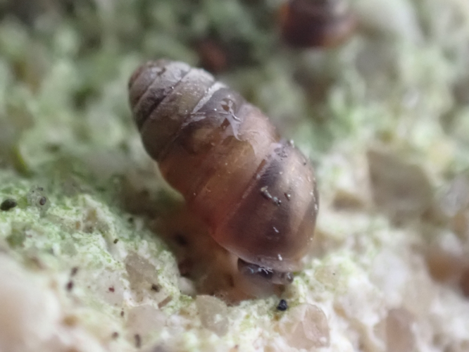 Maillot commun &copy; HALLART Guénael (CPIE des Pays de l'Aisne)