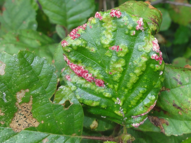 Galles d'Acalitus brevitarsus sur Aulne &copy; JOURDE Rémi