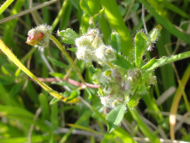 Galles sur Gaillet provoquées par Aceria euaspis &copy; JOURDE Rémi