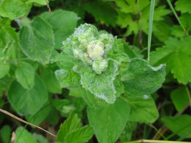 Galle provoquée par Aceria labiatiflorae sur Origan &copy; JOURDE Rémi