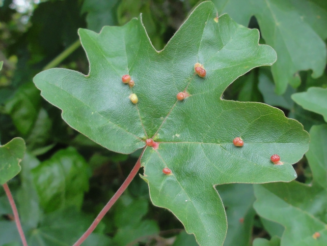 Galles d'Aceria macrochela sur feuille d'Erable &copy; JOURDE Rémi