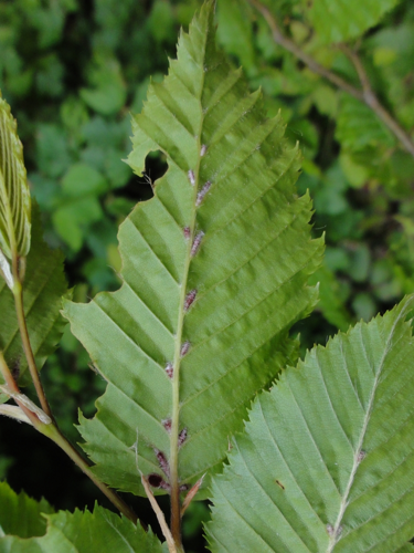 Galles d'Aceria tenella sous feuille de Charme &copy; JOURDE Rémi