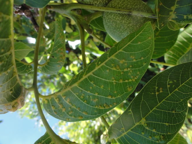 Galles d'Aceria tristriata sur Noyer &copy; JOURDE Rémi