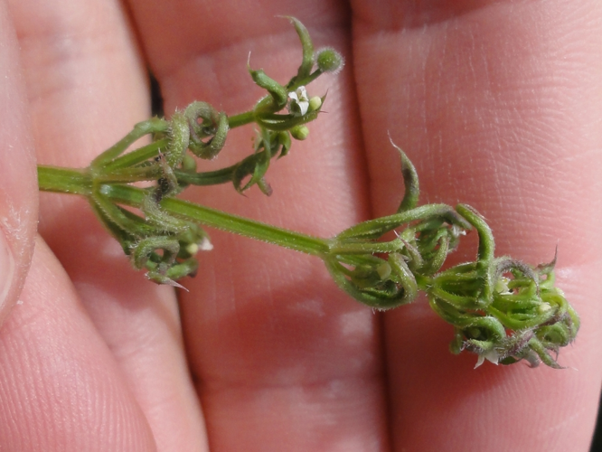 Galles de Cecidophyes rouhollahi sur Gaillet &copy; JOURDE Rémi