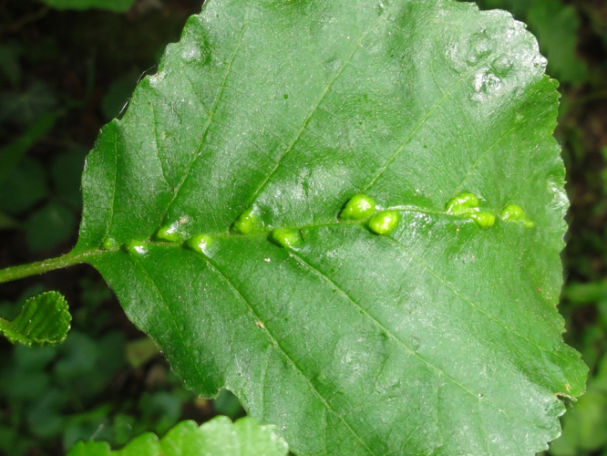 Galles d'Eriophyes inangulis sur feuille d'Aulne &copy; JOURDE Rémi