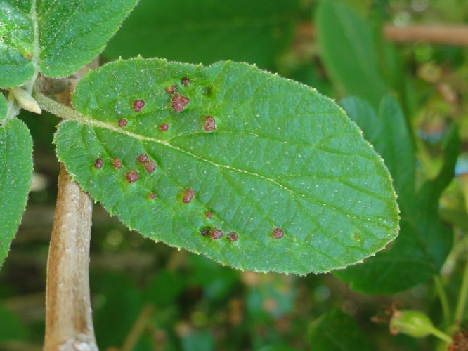 Galles d'Eriophyes viburni sur feuille de Viorne lantane &copy; JOURDE Rémi