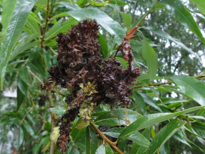 Galles de Stenacis triradiata sur Saule &copy; JOURDE Rémi