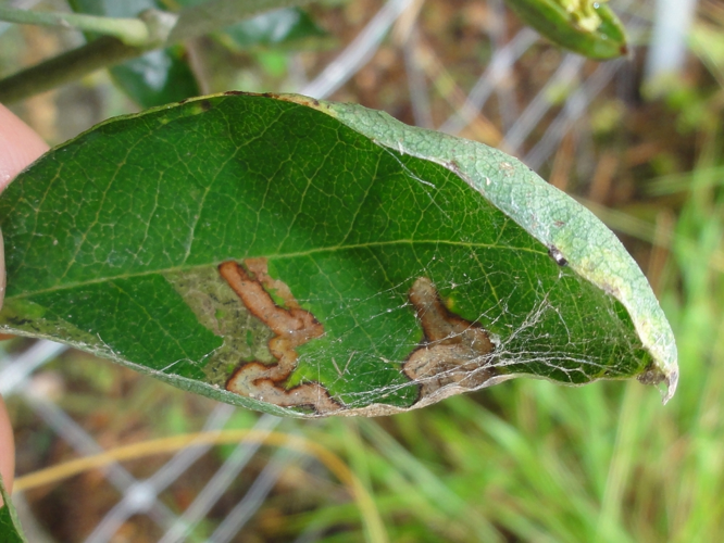Mine d'Agromyza demeijerei &copy; JOURDE Rémi