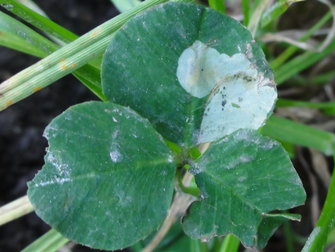 Mine d'Agromyza nana sur une feuille de Trèfle &copy; JOURDE Rémi
