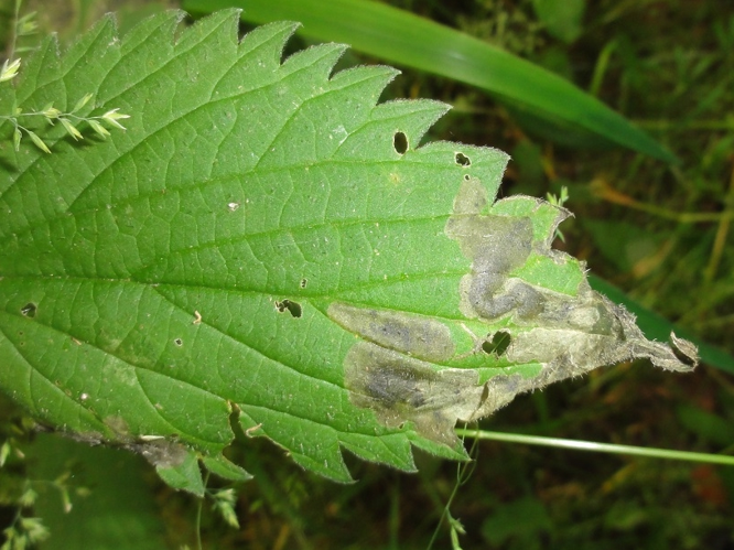 Mine d'Agromyza pseudoreptans sur une feuille d'Ortie &copy; JOURDE Rémi