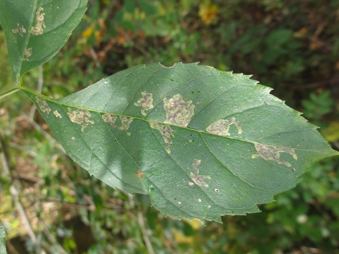 Mine d'Aulagromyza heringii sur une feuille de Frêne &copy; JOURDE Rémi