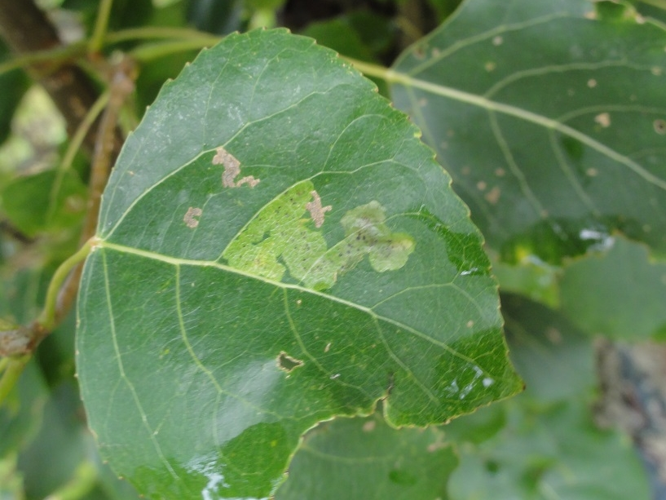 Mine d'Aulagromyza populicola sur une feuille de Peuplier &copy; JOURDE Rémi