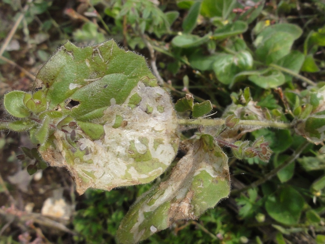 Mine de Liriomyza bryoniae &copy; JOURDE Rémi