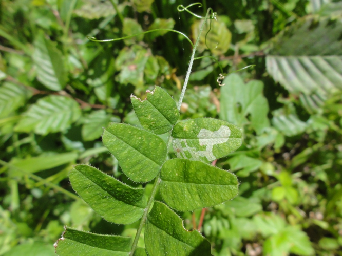 Mine de Liriomyza congesta sur Vesce &copy; JOURDE Rémi