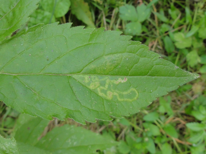 Mine de Liriomyza eupatorii sur une feuille d'Eupatoire chanvrine &copy; JOURDE Rémi
