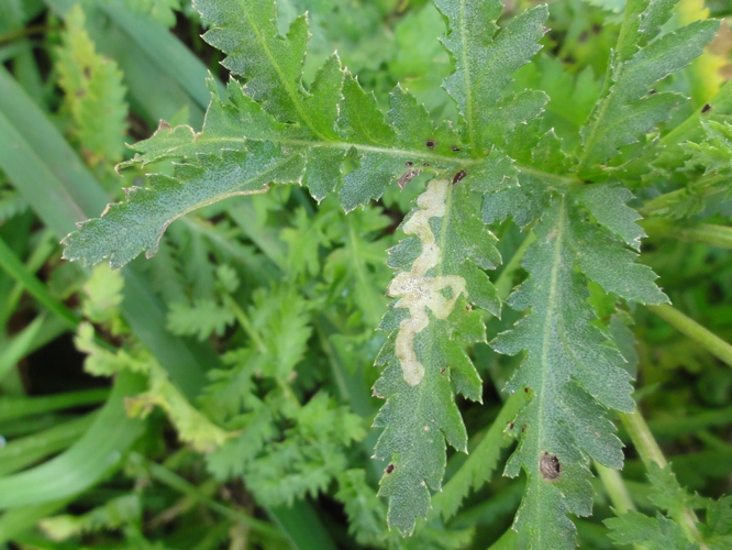 Mine de Liriomyza tanaceti sur feuille de Tanaisie commune &copy; JOURDE Rémi