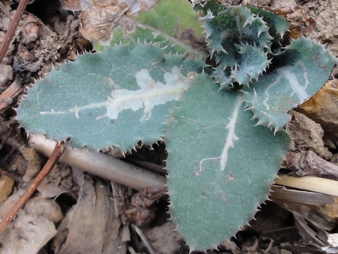 Mine d'Ophiomyia cunctata sur une feuille de Laiteron &copy; JOURDE Rémi