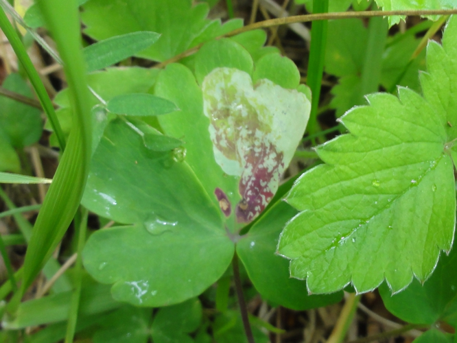 Mine de Phytomyza aquilegiae sur feuille d'Ancolie &copy; JOURDE Rémi