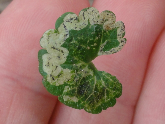 Mine de Phytomyza glechomae sur une feuille de Lierre terrestre &copy; JOURDE Rémi