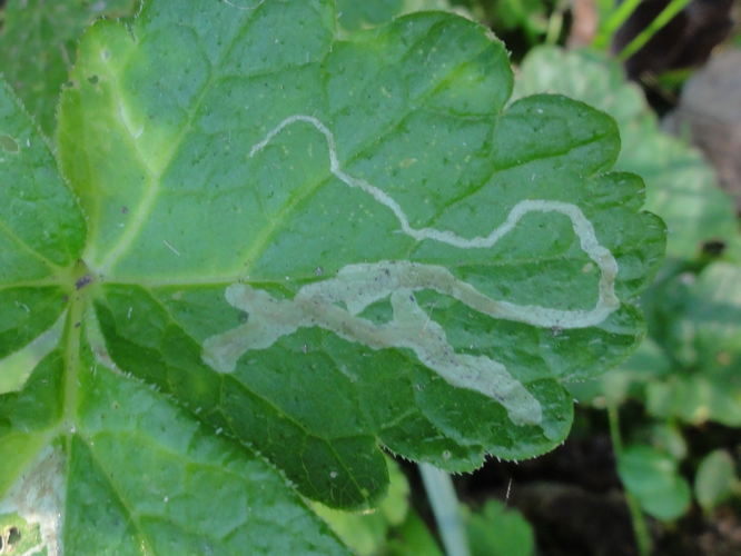 Mine de Phytomyza ranunculivora sur une feuille de Renoncule &copy; JOURDE Rémi