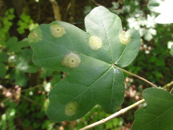 Galle d'Acericecis campestre sur une feuille d'Erable champêtre &copy; JOURDE Rémi