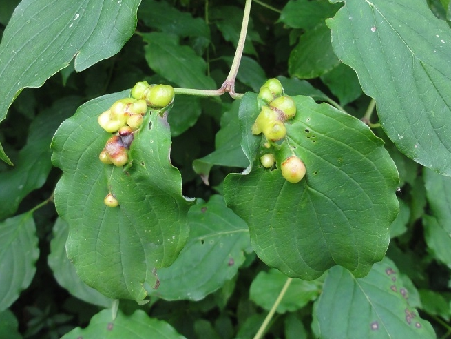 Galles de Craneiobia corni sur feuilles de Cornouiller &copy; JOURDE Rémi