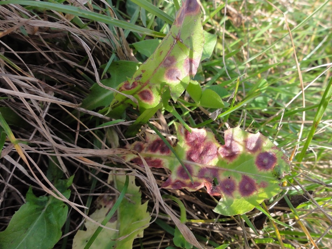Feuilles de Pissenlit parasitées par Cystiphora taraxaci &copy; JOURDE Rémi